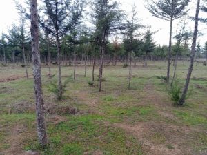 Land for sale in Ol-Kalou Nyandarua County