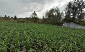 Land/Plot for sale in Kabarak Nakuru