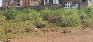 Plots for sale in Ruiru Valuers, Appraisers, Assessors, Realtors, Valuators, Properties, For sale, Valuers in Nakuru, Property valuers in Nakuru, Land valuers in Nakuru , Kenya Valuers, Appraisal, Realtors, Naivasha valuers, Land-Property valuers in Eldoret, Mombasa Valuers, Thika Valuers, Nakuru valuers, Kisumu valuers, Muranga valuers, Nyeri valuers, Meru valuers, Nanyuki valuers, Westlands valuers, Kiambu valuers, Thika valuers, Machakos valuers, Kitengela valuers, Kajiado valuers, Naivasha valuers, Kenya valuers, Westlands appraisers, Appraisers in Nairobi Kenya, Home appraisal in Nairobi, Realtors in Nairobi, Ruiru valuers, Karen valuers, Land assessors, evaluators nairobi, Valuators Nairobi Kenya, Property assessors Nairobi Kenya, Appraisers Nairobi Kenya, House assessment Nairobi Kenya, House evaluators Nairobi; Valuers Nairobi Kenya, Appraisers Nairobi Kenya, Assessors Nairobi Kenya, Property assessors Nairobi Kenya, Valuation Company in Nairobi Kenya, Valuation Companies in Nairobi Kenya, Property Valuation Company in Nairobi, Mombasa, Kisumu, Mombasa, Meru, Embu, Nyeri, Nanyuki Kenya, Meru Valuers, Embu Valuers, Nyeri Valuers, Kenya Valuation Companies, best valuation company in Kenya valuers, Appraisers, Assessors, Realtors, Valuators, Properties, For sale, Valuers in Nakuru, Property valuers in Nakuru, Land valuers in Nakuru , Kenya Valuers, Appraisal, Realtors, Naivasha valuers, Land-Property valuers in Eldoret, Mombasa Valuers, Thika Valuers, Nakuru valuers, Kisumu valuers, Muranga valuers, Nyeri valuers, Meru valuers, Nanyuki valuers, Westlands valuers, Kiambu valuers, Thika valuers, Machakos valuers, Kitengela valuers, Kajiado valuers, Naivasha valuers, Kenya valuers, Westlands appraisers, Appraisers in Nairobi Kenya, Home appraisal in Nairobi, Realtors in Nairobi, Ruiru valuers, Karen valuers, Land assessors, evaluators nairobi, Valuators Nairobi Kenya, Property assessors Nairobi Kenya, Appraisers Nairobi Kenya, House assessment Nairobi Kenya, House evaluators Nairobi; Valuers Nairobi Kenya, Appraisers Nairobi Kenya, Assessors Nairobi Kenya, Property assessors Nairobi Kenya, Valuation Company in Nairobi Kenya, Valuation Companies in Nairobi Kenya, Property Valuation Company in Nairobi, Mombasa, Kisumu, Mombasa, Meru, Embu, Nyeri, Nanyuki Kenya, Meru Valuers, Embu Valuers, Nyeri Valuers, Kenya Valuation Companies, best valuation company in Kenyaaluers, Appraisers, Assessors, Realtors, Valuators, Properties, For sale, Valuers in Nakuru, Property valuers in Nakuru, Land valuers in Nakuru , Kenya Valuers, Appraisal, Realtors, Naivasha valuers, Land-Property valuers in Eldoret, Mombasa Valuers, Thika Valuers, Nakuru valuers, Kisumu valuers, Muranga valuers, Nyeri valuers, Meru valuers, Nanyuki valuers, Westlands valuers, Kiambu valuers, Thika valuers, Machakos valuers, Kitengela valuers, Kajiado valuers, Naivasha valuers, Kenya valuers, Westlands appraisers, Appraisers in Nairobi Kenya, Home appraisal in Nairobi, Realtors in Nairobi, Ruiru valuers, Karen valuers, Land assessors, evaluators nairobi, Valuators Nairobi Kenya, Property assessors Nairobi Kenya, Appraisers Nairobi Kenya, House assessment Nairobi Kenya, House evaluators Nairobi; Valuers Nairobi Kenya, Appraisers Nairobi Kenya, Assessors Nairobi Kenya, Property assessors Nairobi Kenya, Valuation Company in Nairobi Kenya, Valuation Companies in Nairobi Kenya, Property Valuation Company in Nairobi, Mombasa, Kisumu, Mombasa, Meru, Embu, Nyeri, Nanyuki Kenya, Meru Valuers, Embu Valuers, Nyeri Valuers, Kenya Valuation Companies, best valuation company in Kenya; Land valuation company, land selling agents Nairobi Kenya, land selling company in Nakuru, property selling company Nakuru, Property selling agents in Naivasha Kenya, Properties for sale Nairobi Kenya, For sale Nairobi Kenya, Property assessor Nairobi Kenya, Valuators Nairobi Kenya, Property Evaluators Nairobi Kenya, Land assessors Nairobi Kenya, Muranga Valuers, Land values Kenya, Mombasa Appraisers, Naivasha Property appraisers, Kiambu property appraisers, Nanyuki Property appraisers, Nyeri property appraisers, Property appraisers Kenya, Property valuers Kenya, Valuators Kenya, Nairobi properties Kenya, Best valuers in Kenya, Kiambu property appraisers, Property valuers Kiambu Kenya, Registered Valuers Mombasa, Licensed valuers Nakuru, Registered valuers Nyeri, licensed valuers Mombasa, registered valuers Thika, Kenya valuers, Valuers Kenya