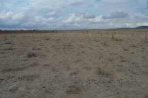 Land for Sale in Konza