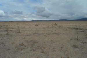 Land for Sale in Konza