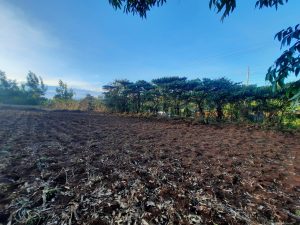 50*100 commercial land/plot for sale at banana hill - ruaka road