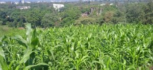 land for sale in nakuru milimani estate; Valuers, Appraisers, Assessors, Realtors, Valuators, Properties, For sale, Valuers in Nakuru, Property valuers in Nakuru, Land valuers in Nakuru , Kenya Valuers, Appraisal, Realtors, Naivasha valuers, Land-Property valuers in Eldoret, Mombasa Valuers, Thika Valuers, Nakuru valuers, Kisumu valuers, Muranga valuers, Nyeri valuers, Meru valuers, Nanyuki valuers, Westlands valuers, Kiambu valuers, Thika valuers, Machakos valuers, Kitengela valuers, Kajiado valuers, Naivasha valuers, Kenya valuers, Westlands appraisers, Appraisers in Nairobi Kenya, Home appraisal in Nairobi, Realtors in Nairobi, Ruiru valuers, Karen valuers, Land assessors, evaluators nairobi, Valuators Nairobi Kenya, Property assessors Nairobi Kenya, Appraisers Nairobi Kenya, House assessment Nairobi Kenya, House evaluators Nairobi; Valuers Nairobi Kenya, Appraisers Nairobi Kenya, Assessors Nairobi Kenya, Property assessors Nairobi Kenya, Valuation Company in Nairobi Kenya, Valuation Companies in Nairobi Kenya, Property Valuation Company in Nairobi, Mombasa, Kisumu, Mombasa, Meru, Embu, Nyeri, Nanyuki Kenya, Meru Valuers, Embu Valuers, Nyeri Valuers, Kenya Valuation Companies, best valuation company in Kenya valuers, Appraisers, Assessors, Realtors, Valuators, Properties, For sale, Valuers in Nakuru, Property valuers in Nakuru, Land valuers in Nakuru , Kenya Valuers, Appraisal, Realtors, Naivasha valuers, Land-Property valuers in Eldoret, Mombasa Valuers, Thika Valuers, Nakuru valuers, Kisumu valuers, Muranga valuers, Nyeri valuers, Meru valuers, Nanyuki valuers, Westlands valuers, Kiambu valuers, Thika valuers, Machakos valuers, Kitengela valuers, Kajiado valuers, Naivasha valuers, Kenya valuers, Westlands appraisers, Appraisers in Nairobi Kenya, Home appraisal in Nairobi, Realtors in Nairobi, Ruiru valuers, Karen valuers, Land assessors, evaluators nairobi, Valuators Nairobi Kenya, Property assessors Nairobi Kenya, Appraisers Nairobi Kenya, House assessment Nairobi Kenya, House evaluators Nairobi; Valuers Nairobi Kenya, Appraisers Nairobi Kenya, Assessors Nairobi Kenya, Property assessors Nairobi Kenya, Valuation Company in Nairobi Kenya, Valuation Companies in Nairobi Kenya, Property Valuation Company in Nairobi, Mombasa, Kisumu, Mombasa, Meru, Embu, Nyeri, Nanyuki Kenya, Meru Valuers, Embu Valuers, Nyeri Valuers, Kenya Valuation Companies, best valuation company in Kenyaaluers, Appraisers, Assessors, Realtors, Valuators, Properties, For sale, Valuers in Nakuru, Property valuers in Nakuru, Land valuers in Nakuru , Kenya Valuers, Appraisal, Realtors, Naivasha valuers, Land-Property valuers in Eldoret, Mombasa Valuers, Thika Valuers, Nakuru valuers, Kisumu valuers, Muranga valuers, Nyeri valuers, Meru valuers, Nanyuki valuers, Westlands valuers, Kiambu valuers, Thika valuers, Machakos valuers, Kitengela valuers, Kajiado valuers, Naivasha valuers, Kenya valuers, Westlands appraisers, Appraisers in Nairobi Kenya, Home appraisal in Nairobi, Realtors in Nairobi, Ruiru valuers, Karen valuers, Land assessors, evaluators nairobi, Valuators Nairobi Kenya, Property assessors Nairobi Kenya, Appraisers Nairobi Kenya, House assessment Nairobi Kenya, House evaluators Nairobi; Valuers Nairobi Kenya, Appraisers Nairobi Kenya, Assessors Nairobi Kenya, Property assessors Nairobi Kenya, Valuation Company in Nairobi Kenya, Valuation Companies in Nairobi Kenya, Property Valuation Company in Nairobi, Mombasa, Kisumu, Mombasa, Meru, Embu, Nyeri, Nanyuki Kenya, Meru Valuers, Embu Valuers, Nyeri Valuers, Kenya Valuation Companies, best valuation company in Kenya