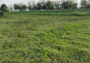 Land for sale in Kiamunyi Nakuru