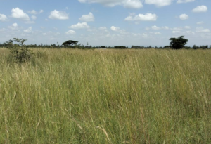 Prime Kabarak 1 acre Land for Sale in Nakuru County; Valuers, Appraisers, Assessors, Realtors, Valuators, Properties, For sale, Valuers in Nakuru, Property valuers in Nakuru, Land valuers in Nakuru , Kenya Valuers, Appraisal, Realtors, Naivasha valuers, Land-Property valuers in Eldoret, Mombasa Valuers, Thika Valuers, Nakuru valuers, Kisumu valuers, Muranga valuers, Nyeri valuers, Meru valuers, Nanyuki valuers, Westlands valuers, Kiambu valuers, Thika valuers, Machakos valuers, Kitengela valuers, Kajiado valuers, Naivasha valuers, Kenya valuers, Westlands appraisers, Appraisers in Nairobi Kenya, Home appraisal in Nairobi, Realtors in Nairobi, Ruiru valuers, Karen valuers, Land assessors, evaluators nairobi, Valuators Nairobi Kenya, Property assessors Nairobi Kenya, Appraisers Nairobi Kenya, House assessment Nairobi Kenya, House evaluators Nairobi; Valuers Nairobi Kenya, Appraisers Nairobi Kenya, Assessors Nairobi Kenya, Property assessors Nairobi Kenya, Valuation Company in Nairobi Kenya, Valuation Companies in Nairobi Kenya, Property Valuation Company in Nairobi, Mombasa, Kisumu, Mombasa, Meru, Embu, Nyeri, Nanyuki Kenya, Meru Valuers, Embu Valuers, Nyeri Valuers, Kenya Valuation Companies, best valuation company in Kenya valuers, Appraisers, Assessors, Realtors, Valuators, Properties, For sale, Valuers in Nakuru, Property valuers in Nakuru, Land valuers in Nakuru , Kenya Valuers, Appraisal, Realtors, Naivasha valuers, Land-Property valuers in Eldoret, Mombasa Valuers, Thika Valuers, Nakuru valuers, Kisumu valuers, Muranga valuers, Nyeri valuers, Meru valuers, Nanyuki valuers, Westlands valuers, Kiambu valuers, Thika valuers, Machakos valuers, Kitengela valuers, Kajiado valuers, Naivasha valuers, Kenya valuers, Westlands appraisers, Appraisers in Nairobi Kenya, Home appraisal in Nairobi, Realtors in Nairobi, Ruiru valuers, Karen valuers, Land assessors, evaluators nairobi, Valuators Nairobi Kenya, Property assessors Nairobi Kenya, Appraisers Nairobi Kenya, House assessment Nairobi Kenya, House evaluators Nairobi; Valuers Nairobi Kenya, Appraisers Nairobi Kenya, Assessors Nairobi Kenya, Property assessors Nairobi Kenya, Valuation Company in Nairobi Kenya, Valuation Companies in Nairobi Kenya, Property Valuation Company in Nairobi, Mombasa, Kisumu, Mombasa, Meru, Embu, Nyeri, Nanyuki Kenya, Meru Valuers, Embu Valuers, Nyeri Valuers, Kenya Valuation Companies, best valuation company in Kenyaaluers, Appraisers, Assessors, Realtors, Valuators, Properties, For sale, Valuers in Nakuru, Property valuers in Nakuru, Land valuers in Nakuru , Kenya Valuers, Appraisal, Realtors, Naivasha valuers, Land-Property valuers in Eldoret, Mombasa Valuers, Thika Valuers, Nakuru valuers, Kisumu valuers, Muranga valuers, Nyeri valuers, Meru valuers, Nanyuki valuers, Westlands valuers, Kiambu valuers, Thika valuers, Machakos valuers, Kitengela valuers, Kajiado valuers, Naivasha valuers, Kenya valuers, Westlands appraisers, Appraisers in Nairobi Kenya, Home appraisal in Nairobi, Realtors in Nairobi, Ruiru valuers, Karen valuers, Land assessors, evaluators nairobi, Valuators Nairobi Kenya, Property assessors Nairobi Kenya, Appraisers Nairobi Kenya, House assessment Nairobi Kenya, House evaluators Nairobi; Valuers Nairobi Kenya, Appraisers Nairobi Kenya, Assessors Nairobi Kenya, Property assessors Nairobi Kenya, Valuation Company in Nairobi Kenya, Valuation Companies in Nairobi Kenya, Property Valuation Company in Nairobi, Mombasa, Kisumu, Mombasa, Meru, Embu, Nyeri, Nanyuki Kenya, Meru Valuers, Embu Valuers, Nyeri Valuers, Kenya Valuation Companies, best valuation company in Kenya