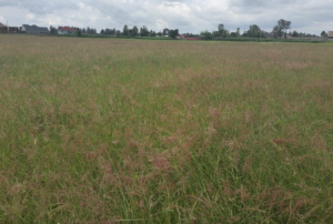 Prime 7 Acre Land for Sale in Nakuru County - Ngata Area