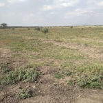 Prime Land / Plots for Sale in Juja South, Juja - Affordable Investments with Endless Potential