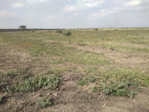Prime Land / Plots for Sale in Juja South, Juja