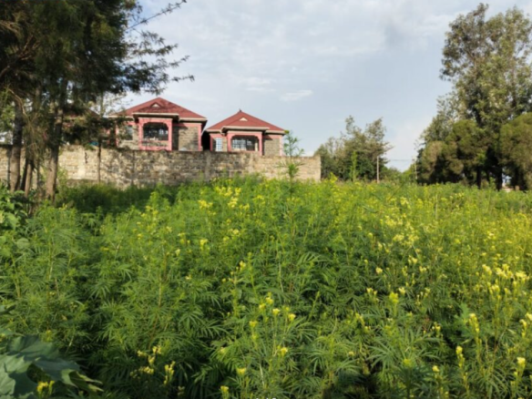 Plot for Sale in Nakuru County Olive Inn-Kiamunyi