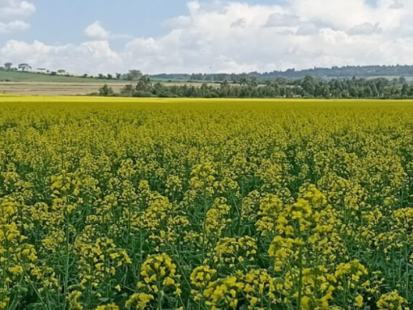 Exquisite 159 Acres Land for Sale in Sobea area Nakuru