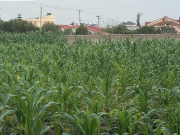 Stunning 1/4 Acre Parcel for Sale in Kiamunyi, Nakuru County - Ideal Investment Opportunity