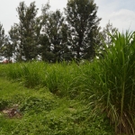 Land/Plots for sale at Kenyatta Road, Croton Ridge Estate - Juja