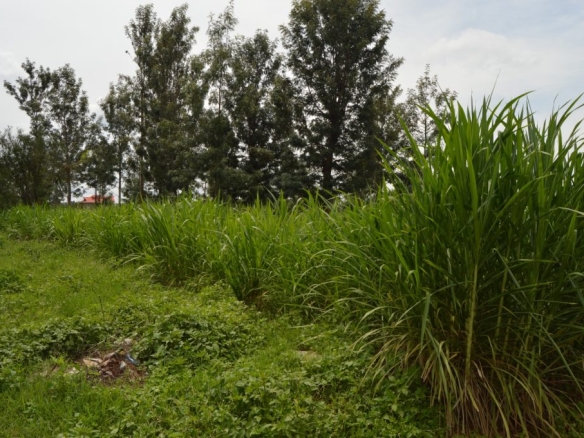 Land/Plots for sale at Kenyatta Road, Croton Ridge Estate - Juja