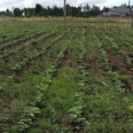 Prime 1/4 acre plot for sale at Rumwe-Njoro in Nakuru County