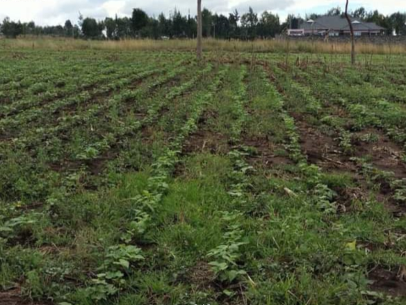 Prime 1/4 acre plot for sale at Rumwe-Njoro in Nakuru County