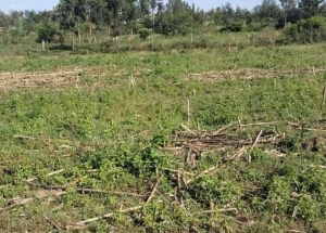 PLOT FOR SALE IN KABARAK NAKURU; Valuers, Appraisers, Assessors, Realtors, Valuators, Properties, For sale, Valuers in Nakuru, Property valuers in Nakuru, Land valuers in Nakuru , Kenya Valuers, Appraisal, Realtors, Naivasha valuers, Land-Property valuers in Eldoret, Mombasa Valuers, Thika Valuers, Nakuru valuers, Kisumu valuers, Muranga valuers, Nyeri valuers, Meru valuers, Nanyuki valuers, Westlands valuers, Kiambu valuers, Thika valuers, Machakos valuers, Kitengela valuers, Kajiado valuers, Naivasha valuers, Kenya valuers, Westlands appraisers, Appraisers in Nairobi Kenya, Home appraisal in Nairobi, Realtors in Nairobi, Ruiru valuers, Karen valuers, Land assessors, evaluators nairobi, Valuators Nairobi Kenya, Property assessors Nairobi Kenya, Appraisers Nairobi Kenya, House assessment Nairobi Kenya, House evaluators Nairobi; Valuers Nairobi Kenya, Appraisers Nairobi Kenya, Assessors Nairobi Kenya, Property assessors Nairobi Kenya, Valuation Company in Nairobi Kenya, Valuation Companies in Nairobi Kenya, Property Valuation Company in Nairobi, Mombasa, Kisumu, Mombasa, Meru, Embu, Nyeri, Nanyuki Kenya, Meru Valuers, Embu Valuers, Nyeri Valuers, Kenya Valuation Companies