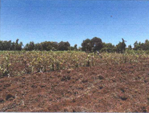 Residential Plot for Sale in Meru – Kiirua