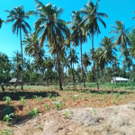 Beach property land for sale in Mida Creek Uyombo Watamu in Kilifi County