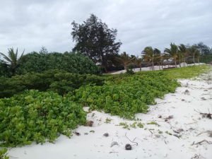 Prime beach plots for sale in Watamu