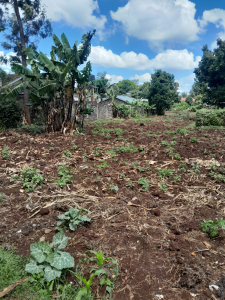 1-Acre Land for Sale in Kitisuru, Kinanda Road, Nairobi