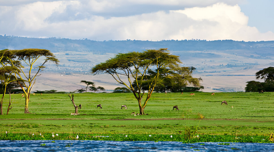 Valuers in Naivasha, Land Valuers – Avenue Valuers Ltd