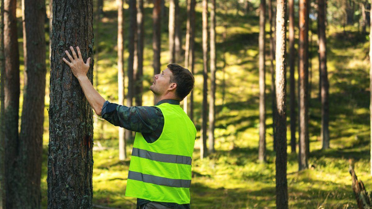 Forest Valuation: Methods, Importance, and Key Factors in Valuing Forest Land