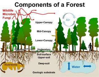 Forest Valuation: Methods, Importance, and Key Factors in Valuing Forest Land 5 Understanding the Intrinsic Value of forest Ecosystems