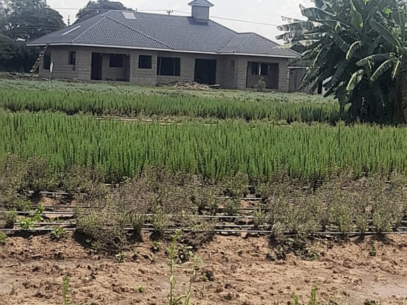 Prime ¼-Acre Plots for Sale in Lanet, Nakuru