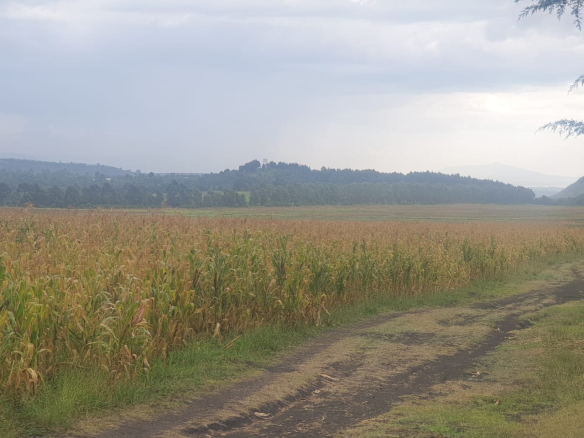 LAND FOR SALE: Prime 100 Acres – Tumaini (Gitare), Olkalou