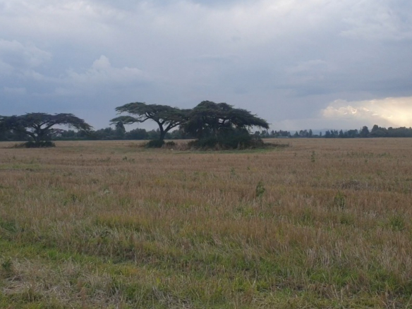 100 Acres Land for Sale – Ngata, Nakuru