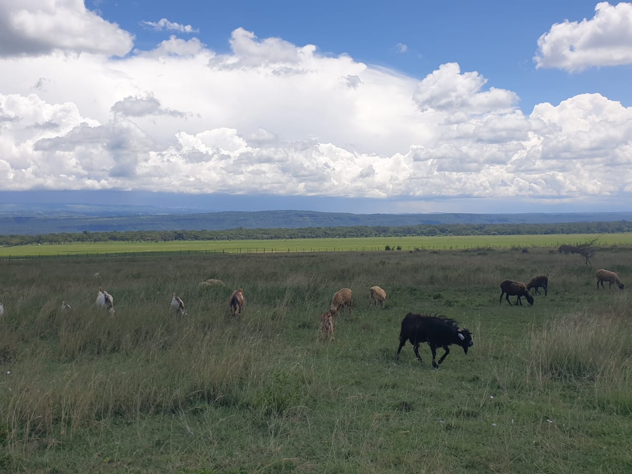 land for sale in mwariki pipeline