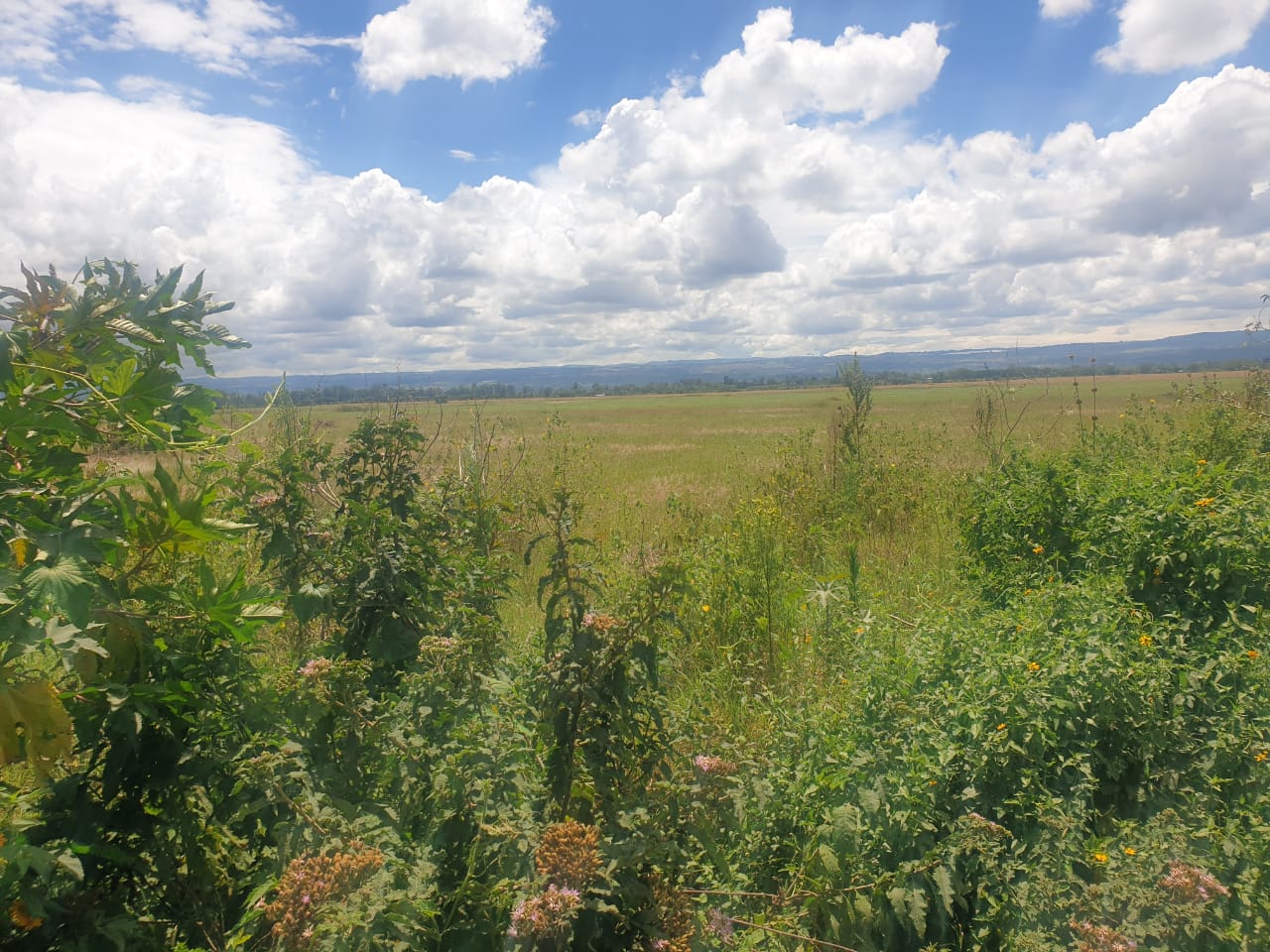 land for sale in salgaa rongai nakuru properties for sale