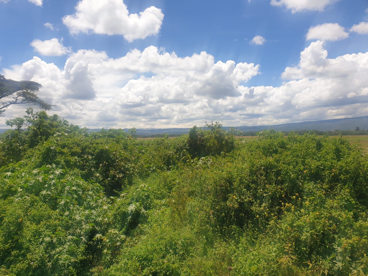 land for sale in salgaa rongai nakuru properties salgaa kenya land